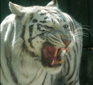 white tiger